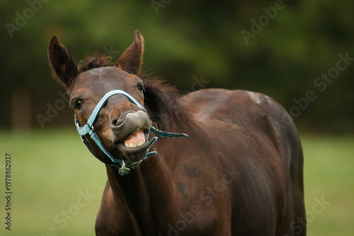 Foal smiling portrait