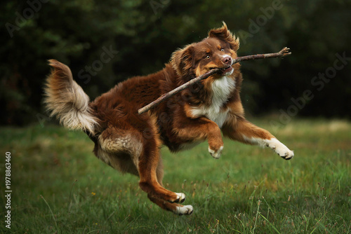 Dog catching a stick branch 