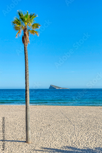 Palm tree on Poniente Beach in Benidorm, Spain.