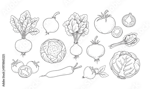 Collection of hand drawn vegetables including beets tomatoes cabbage cauliflower and radish