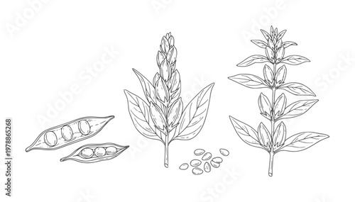 Hand drawn botanical of pea pods plant and seeds