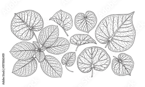Line of various plant leaves with intricate vein patterns leaf botanical outline