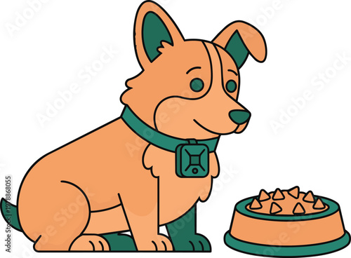 Corgi dog stares at pet food bowl