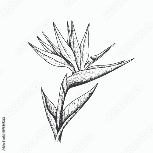 Obraz na płótnie Bird of Paradise Line Dot Art
