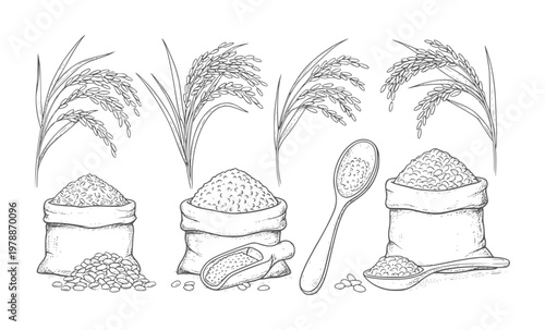 Hand drawn of rice grains in sacks and spoons with rice stalks