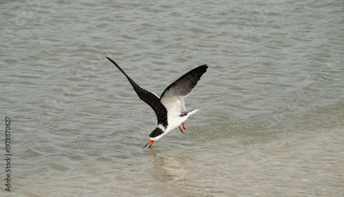 Black skimmer feeding in flight.
