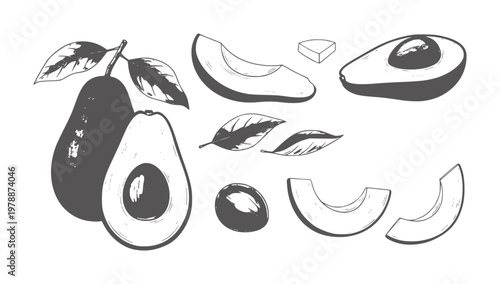 Hand drawn avocado fruit slices and whole fruit with leaves food healthy