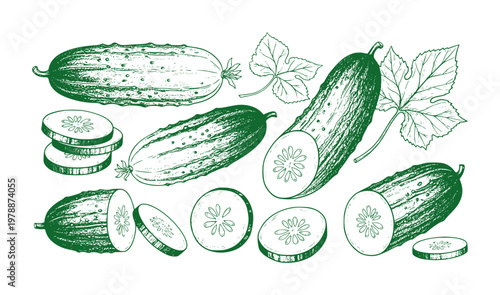 Green hand drawn cucumbers whole sliced and leaves white