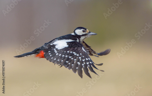 Great Spotted Woodpecker - female - in the wetland in spring