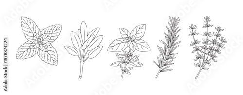 Line of five different culinary herbs a white mint sage basil rosemary thyme