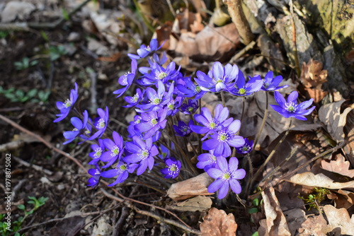 Bunch of beautiful purple flowers, nature