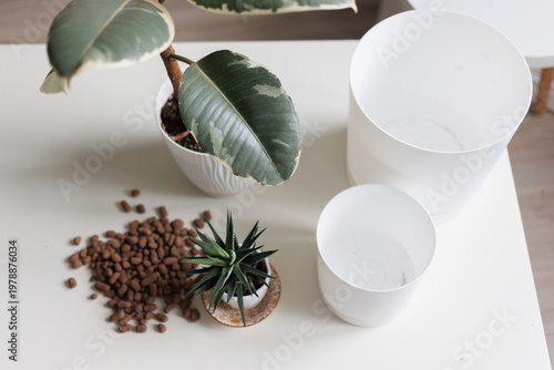 Plant repotting  with ficus and cactus on a table, home gardening concept