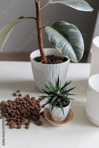 Plant repotting  with ficus and cactus on a table, home gardening concept
