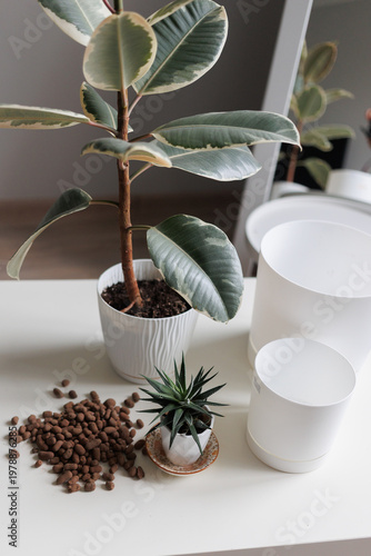 Plant repotting  with ficus and cactus on a table, home gardening concept