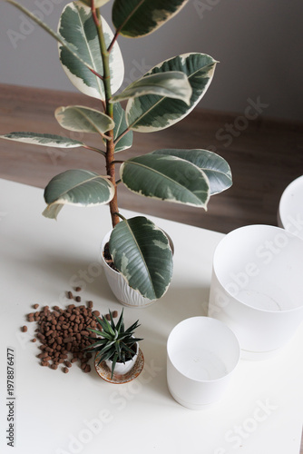 Plant repotting  with ficus and cactus on a table, home gardening concept
