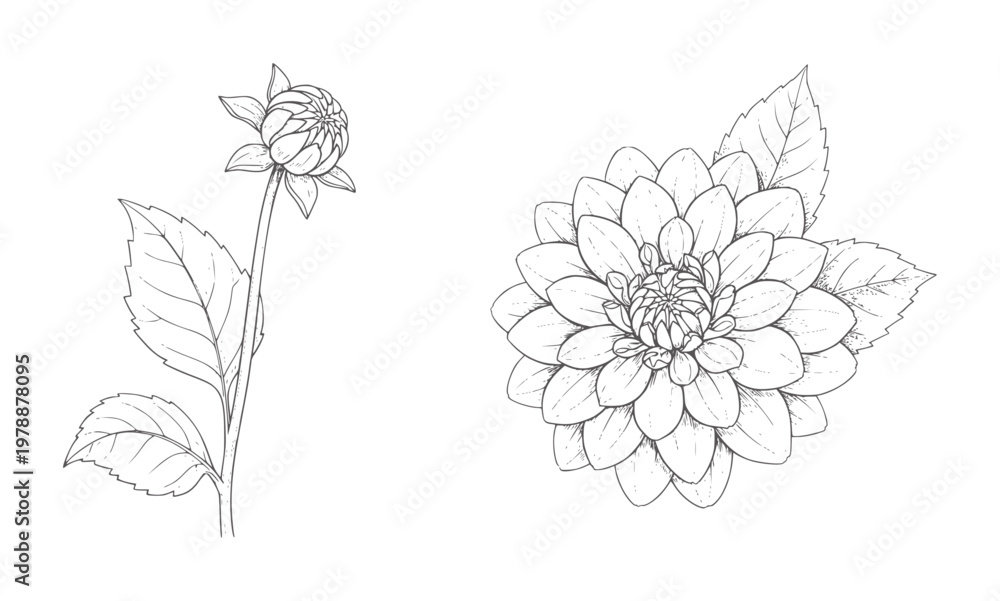 Fototapeta premium Black and white line of a dahlia flower bud and a full bloom botanical
