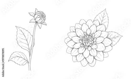 Black and white line of a dahlia flower bud and a full bloom botanical