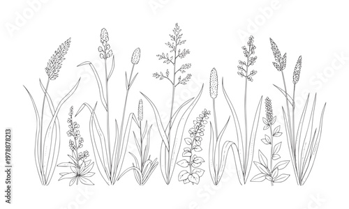 Hand drawn line of various wild grasses and plants in a row nature botanical outline
