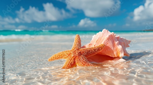 Starfish and Seashell on Sandy Beach at Clear Blue Ocean Under Bright Sky