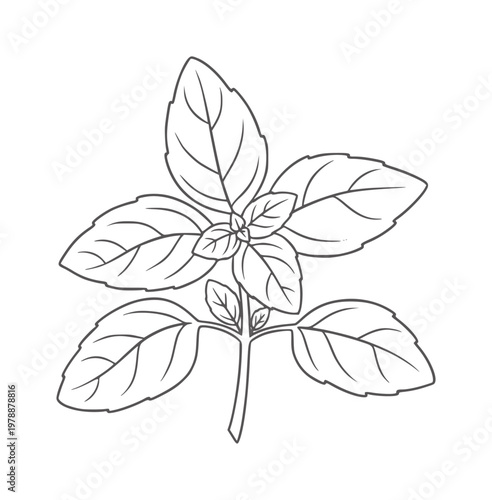 Simple line of a basil plant with leaves and stem herb leaf