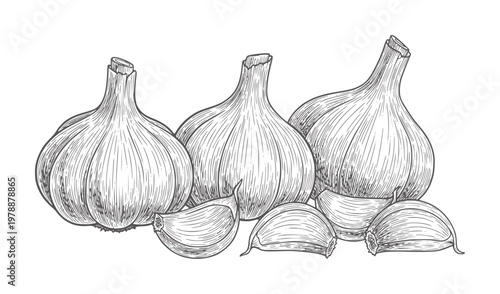 Vintage engraving of whole garlic bulbs and cloves white food ingredient