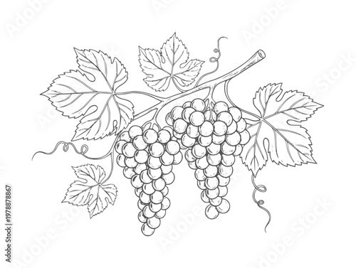 Two bunches of grapes with leaves and tendrils a branch fruit vine leaf