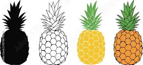 Vector collection of four pineapples, a symbol of tropical food - Silhouette, outline, flat color and detailed illustration
