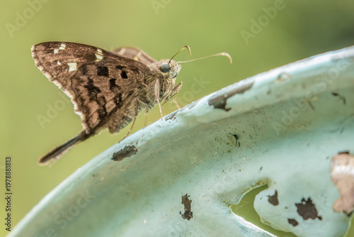 A lilac-banded longtail skipper butterfly perched on a metal garden chair