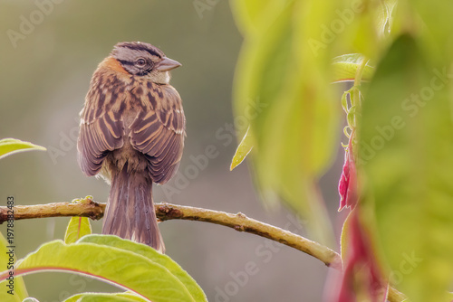 View from the back of a rufous-collared sparrow perched on a twig fuchsia Boliviana
