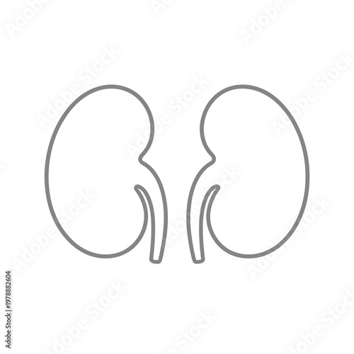 Vector of human kidneys shown in grey.