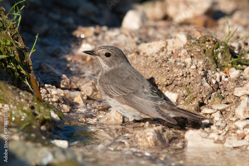 Close-up of a Spotted Flycatcher (Muscicapa striata) perched among pebbles in shallow water.