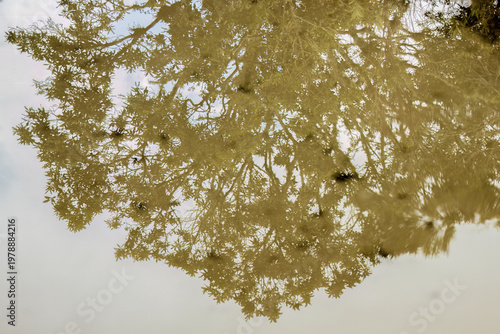 The reflection of the trees of a cloud forest on rain puddles
