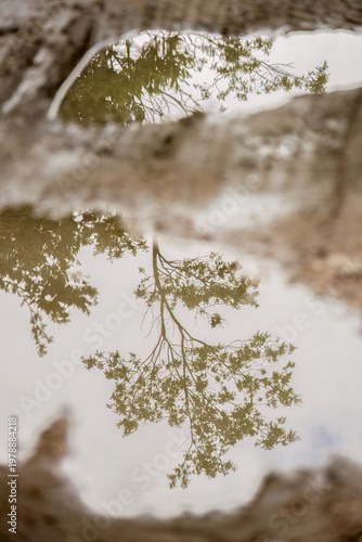 The reflection of the trees of a cloud forest on rain puddles