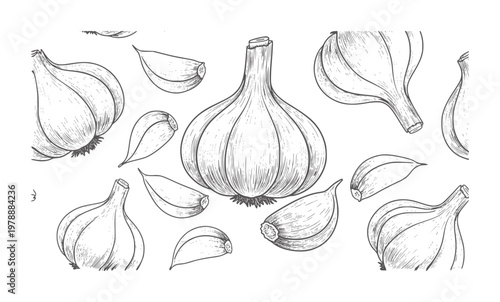 Hand drawn garlic bulbs and cloves pattern black and white food ingredient