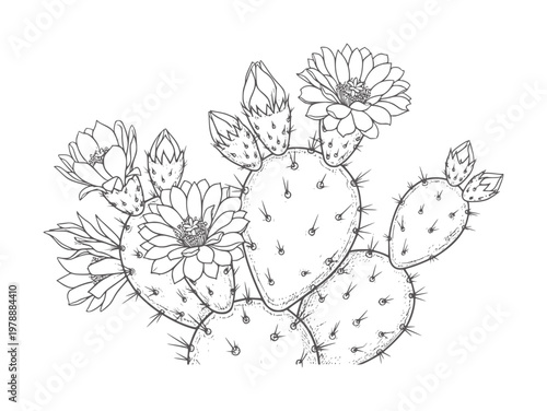 Prickly pear cactus with blooming flowers and buds opuntia
