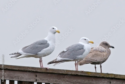  Three glaucous winged gulls perched.
