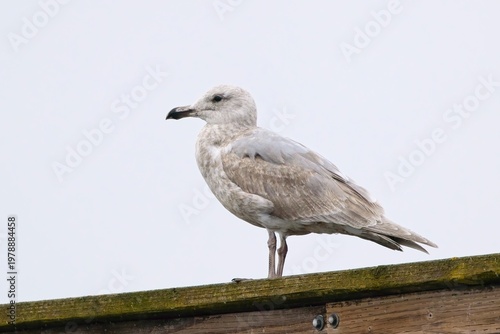  Juvenile glaucous winged gull perched on pier.
