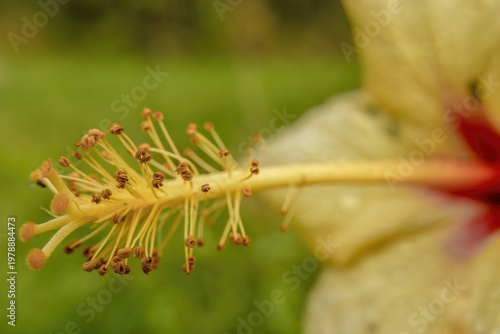 The stigma of a yellow hibiscus