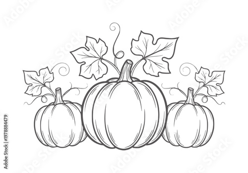 Three Pumpkins with Leaves and Vines Outline gourd gourds autumn