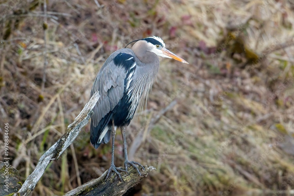 Fototapeta premium Great blue heron searching for food.