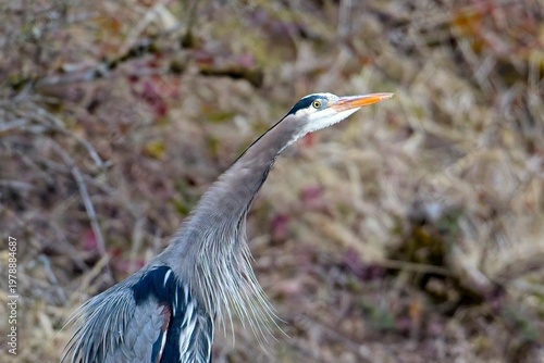  Heron stretches its neck.