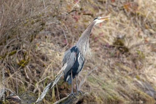   Heron stretches its neck and calls out.