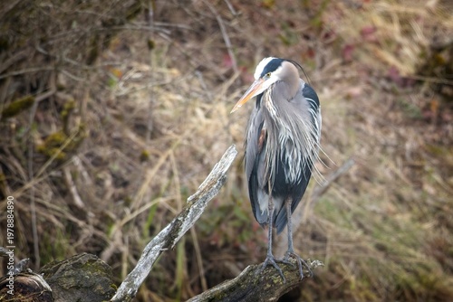 Heron perched on a stump.