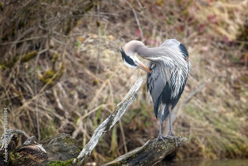   Great blue heron preens itself.
