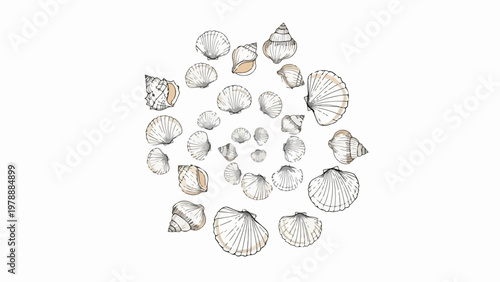 Seashell spiral vector illustration with various marine mollusk shells arranged in a Fibonacci sequence pattern, for ocean themes and natural science concepts.