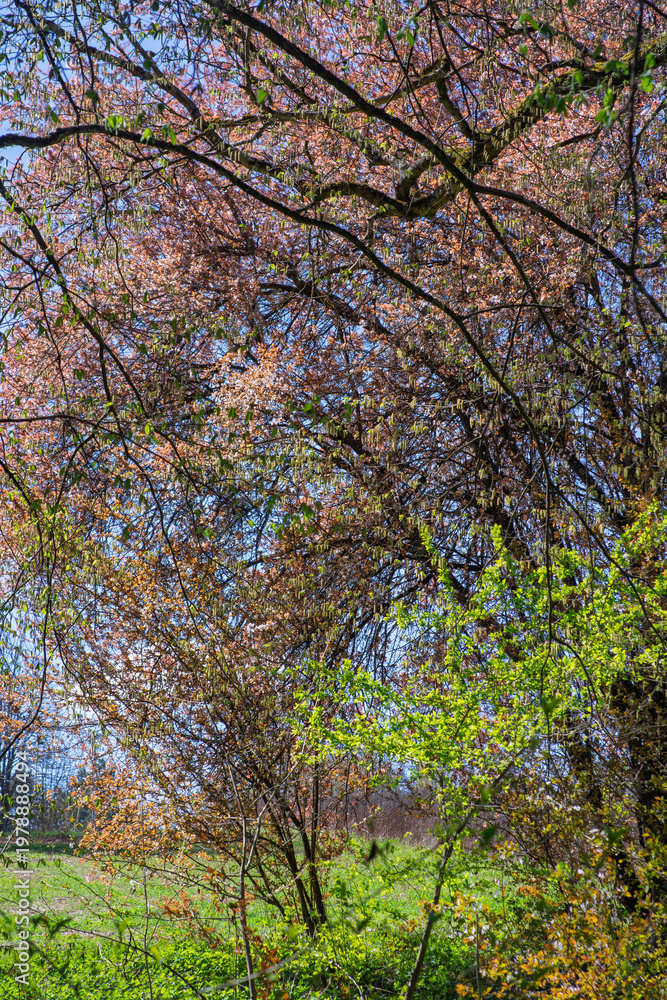 Fototapeta premium Palette printanière en forêt : mélange de jeunes pousses vertes et de bourgeons roses sous la lumière du soleil