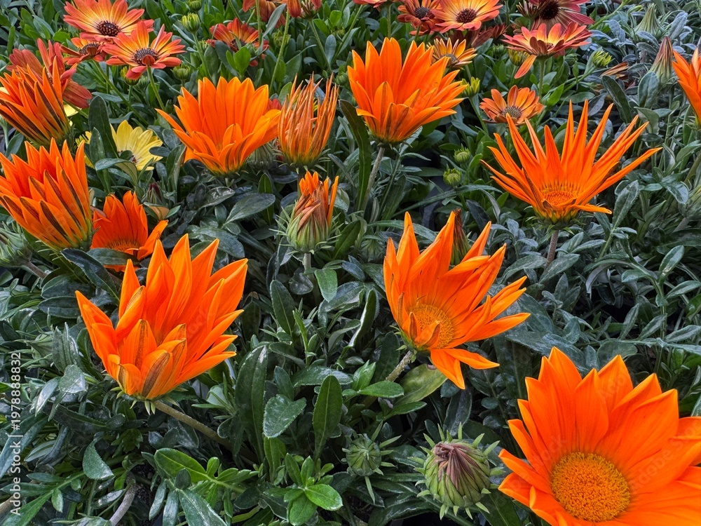 Ταπετσαρία Gazania rigens, also known as treasure flowers, photographed in full bloom