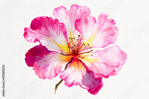 Beautiful Pink Watercolor Flower Illustration