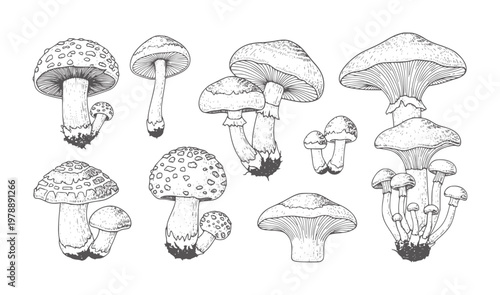 Collection of black and white hand drawn mushroom fungus nature forest wild