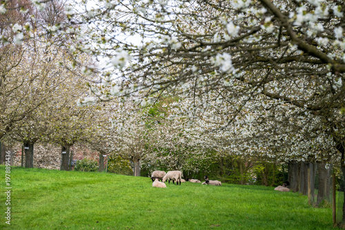 sheep grazing underneath cherry blossoms on a meadow.